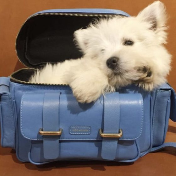 Camera bag também cabe um dog de vez em quando!