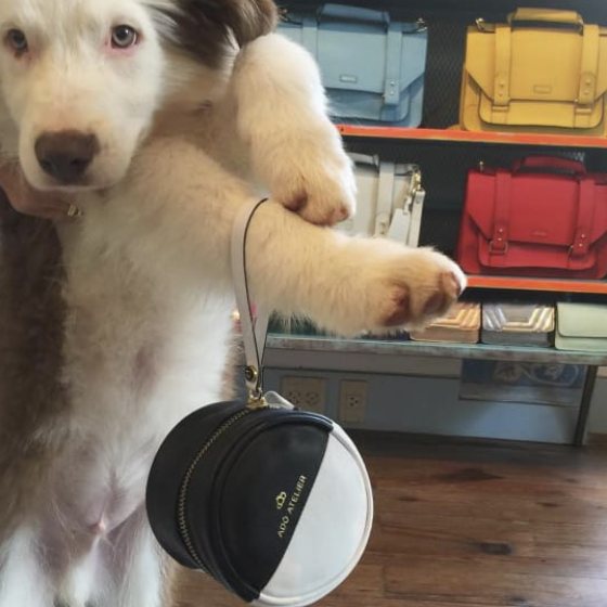 Os pets estão querendo uma linha Adô para eles também!